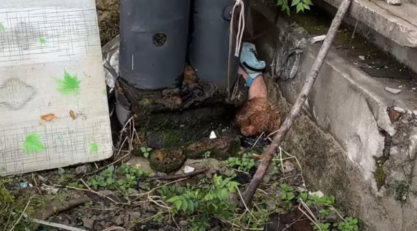 Once at a nearby shelter, the dog was en...