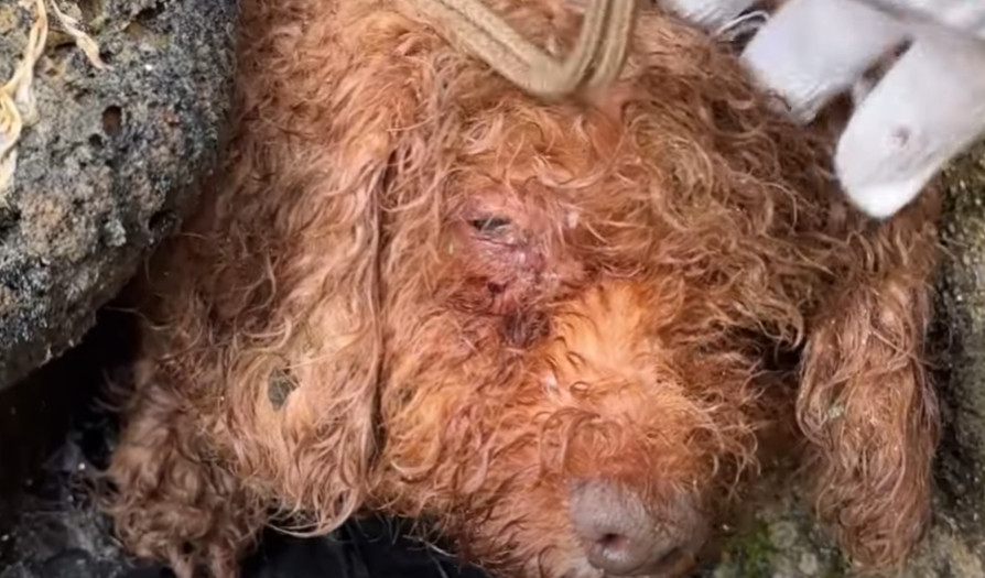 This dog's journey transformed into a po...