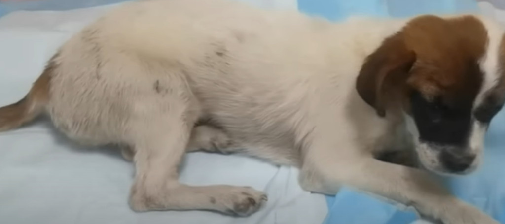 Extra image from article