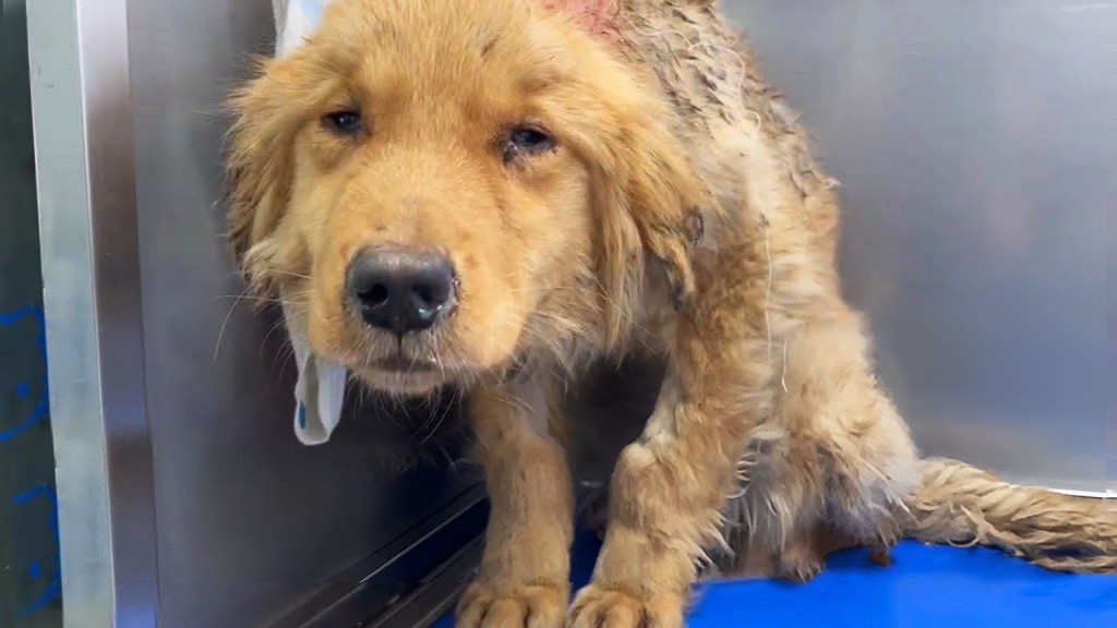 Among the arrivals was a dog that naviga...