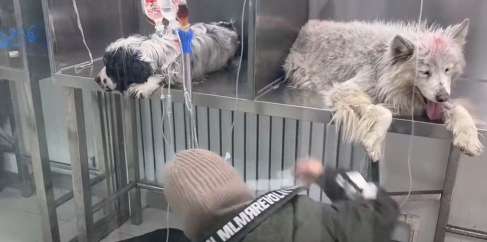 In spite of the discomfort they endured,...