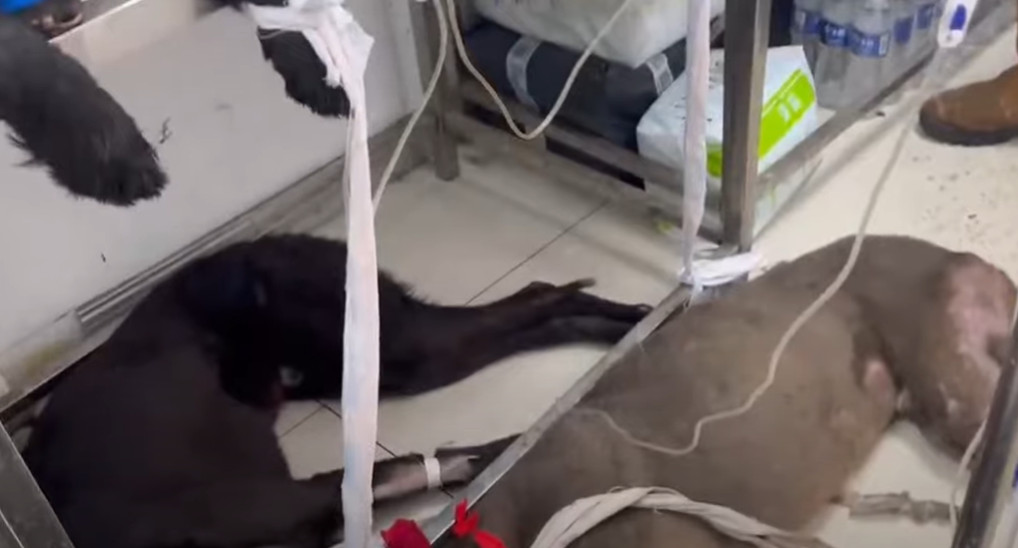 Extra image from article