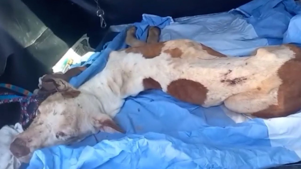 When Valente was brought to the NGO Pati...