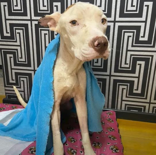 Extra image from article