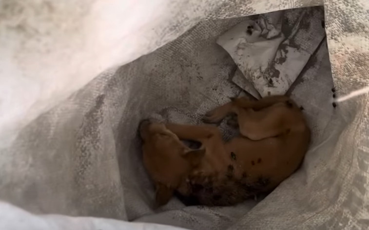 As weeks passed, the puppies and their m...