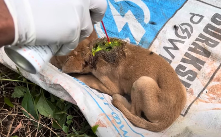 When these puppies took their first tent...
