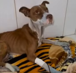 Extra image from article