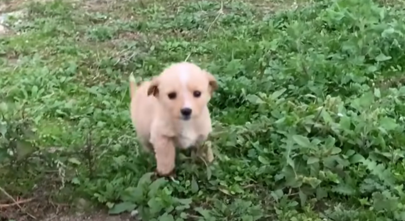 Word of the puppies' plight quickly spre...