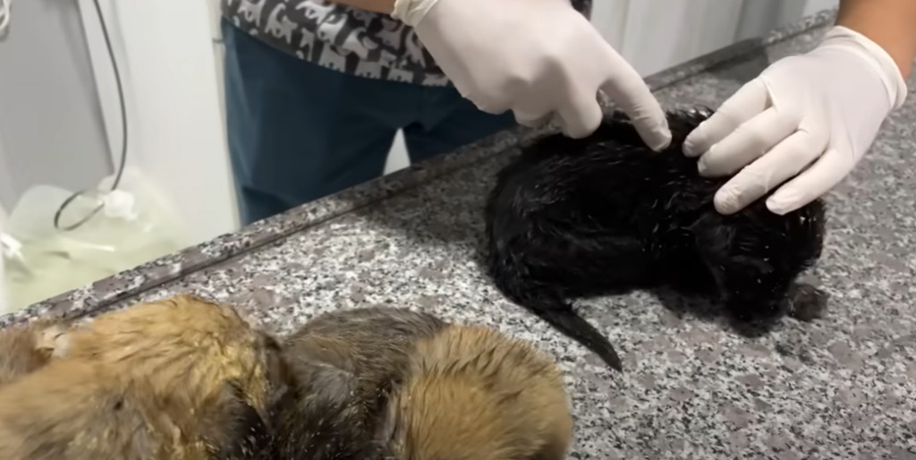 Throughout their efforts, the rescuers e...