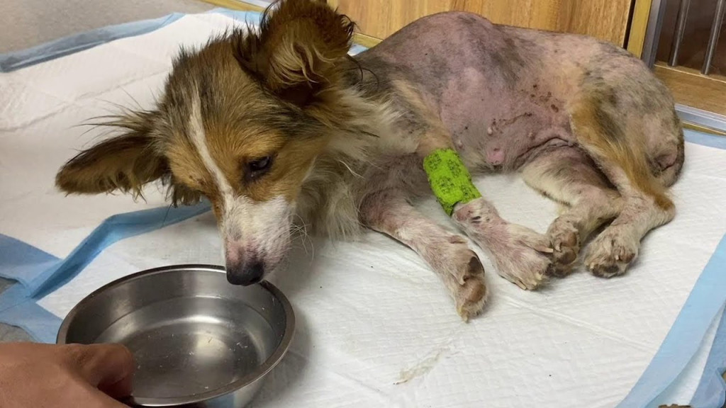 After several days of dedicated treatmen...