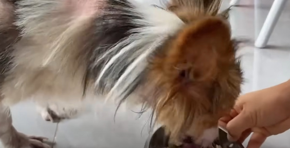 Extra image from article