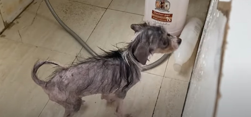 Extra image from article