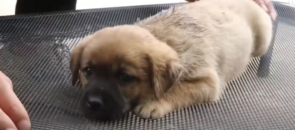 In the short time Pingan has been with u...