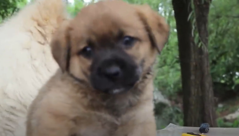 Extra image from article