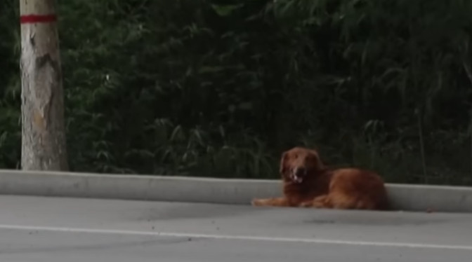 At the clinic, the vet assessed her inju...