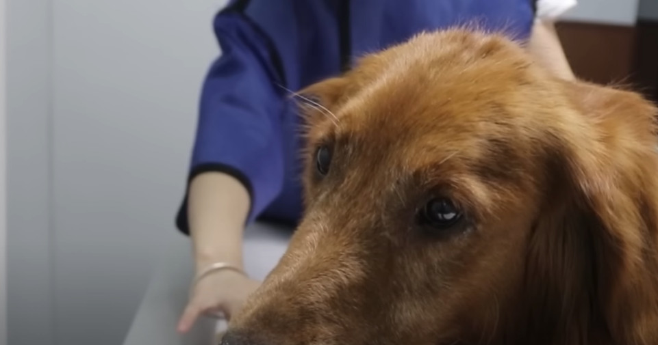 Today, this courageous dog, once shackle...