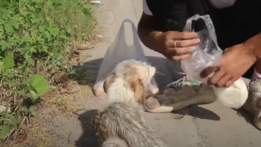 In time, the dog found comfort in his ne...