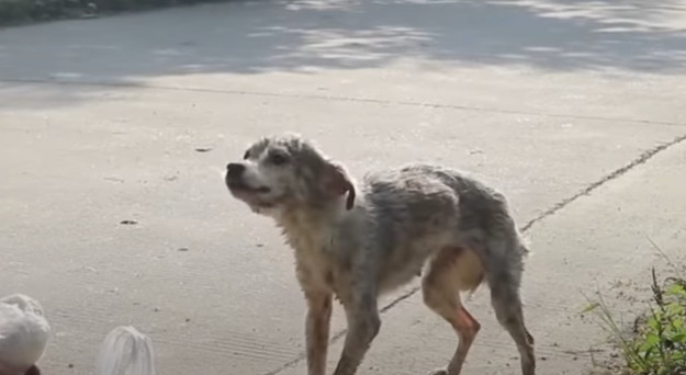 Extra image from article