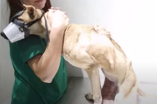 During her recovery, Eva Victoria formed...