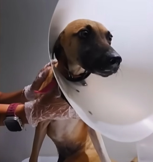 The story of Eva Victoria is a testament...