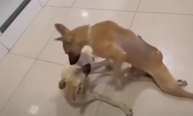 Extra image from article