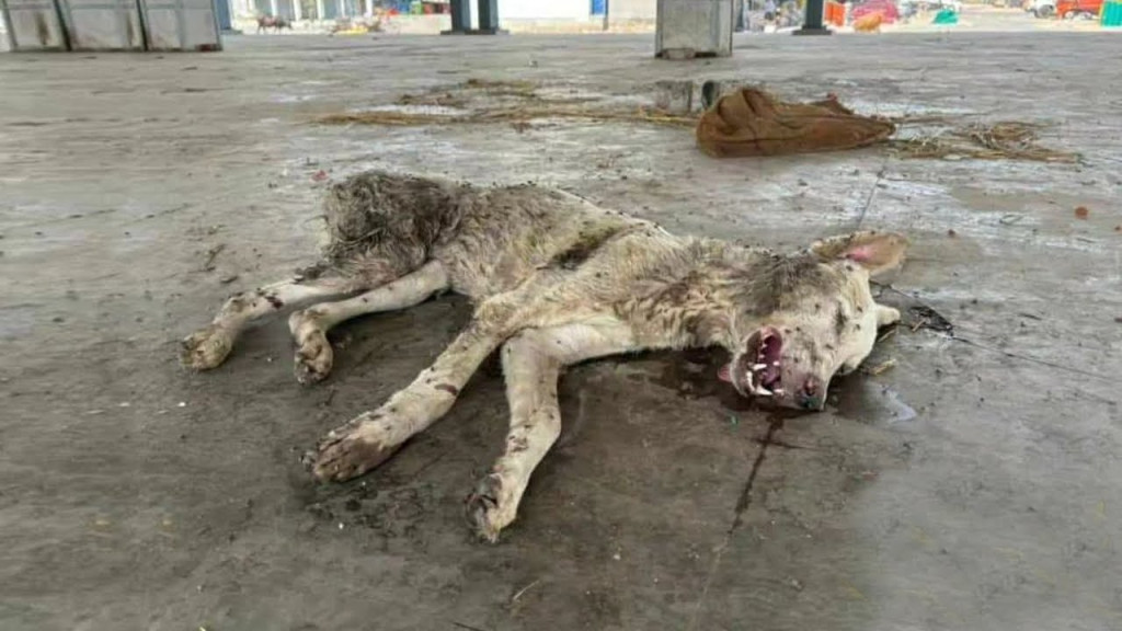 The scene upon their arrival was heartbr...