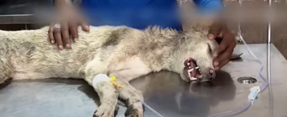 Extra image from article