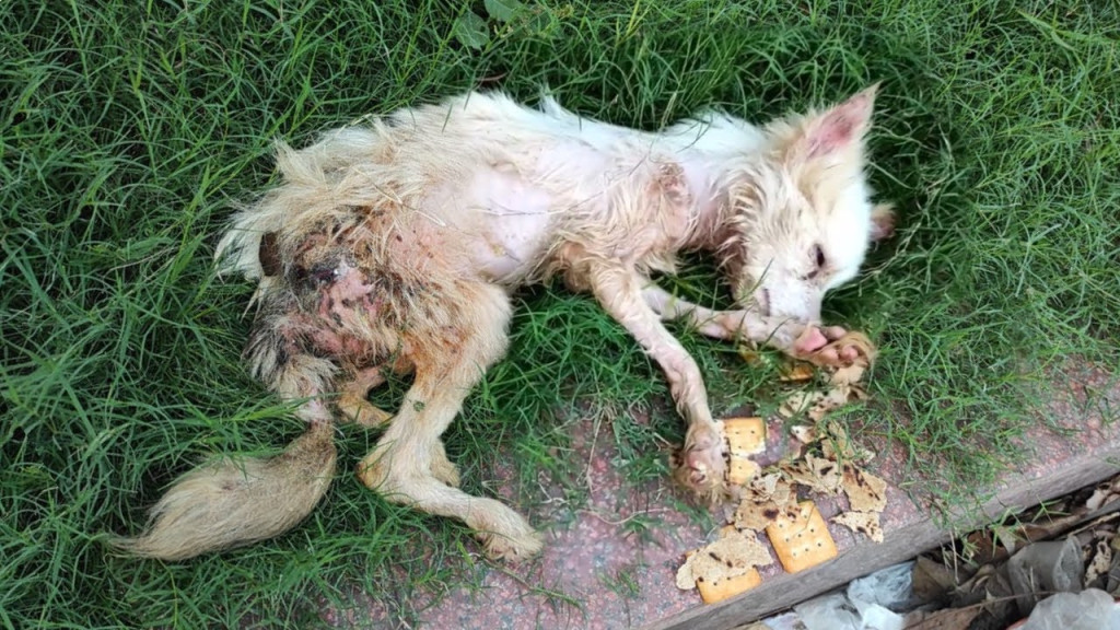 Upon rescuing Yuki, we realized that we ...