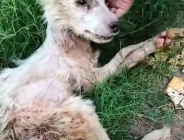 Her physical limitations did not hinder ...