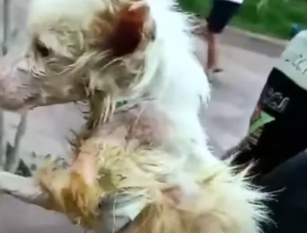 Yuki flourished in her new home, quickly...