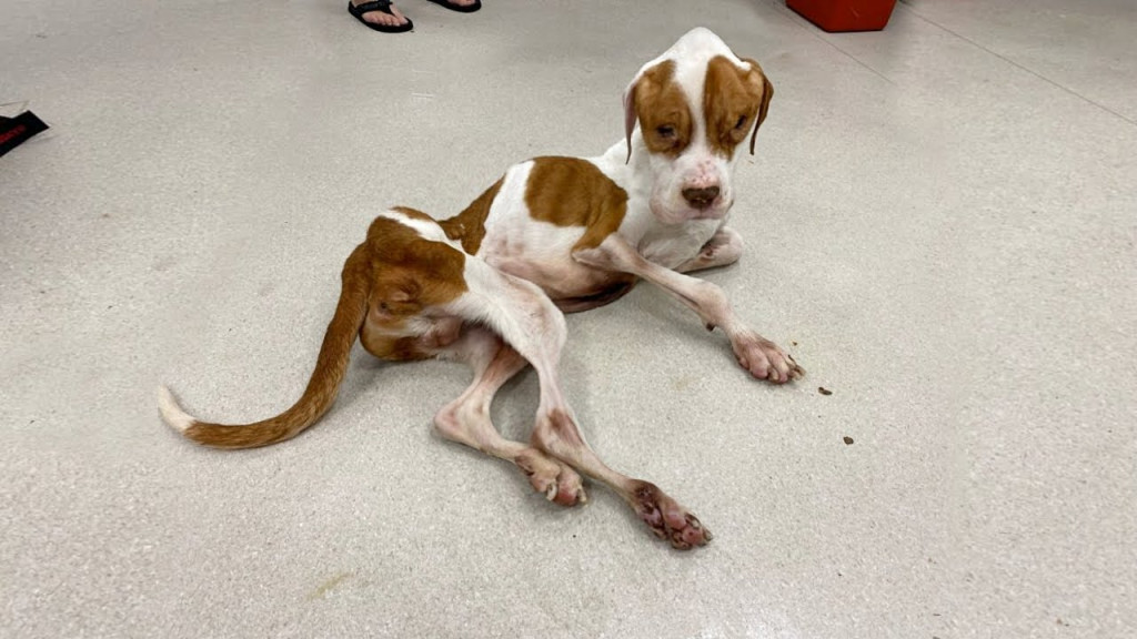 Now under intensive care, Spaghetti is i...