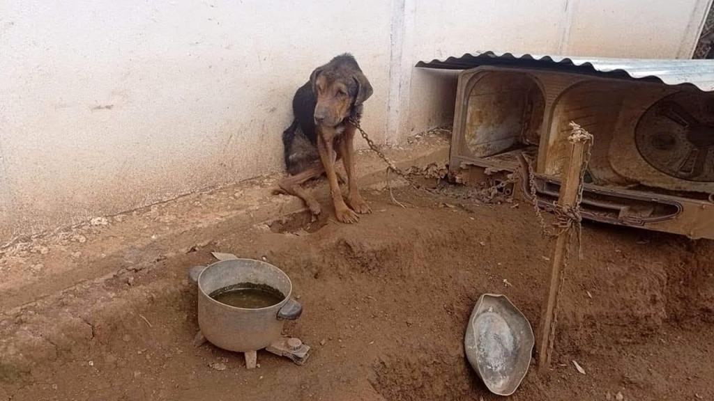 Initially, his owner was reluctant to le...