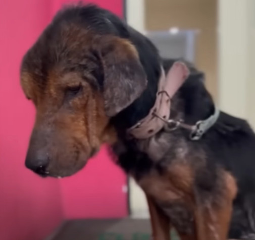 After spending a month at the veterinary...