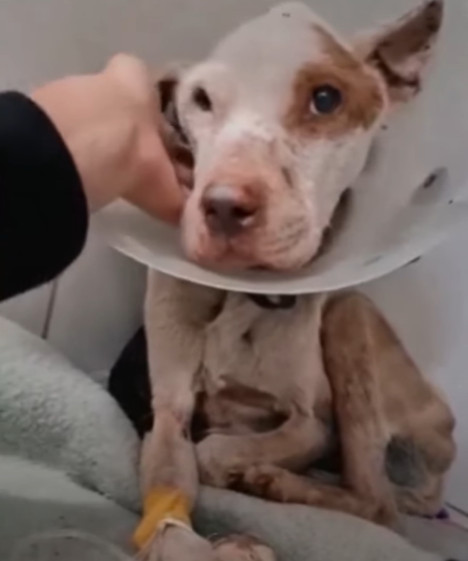 Extra image from article