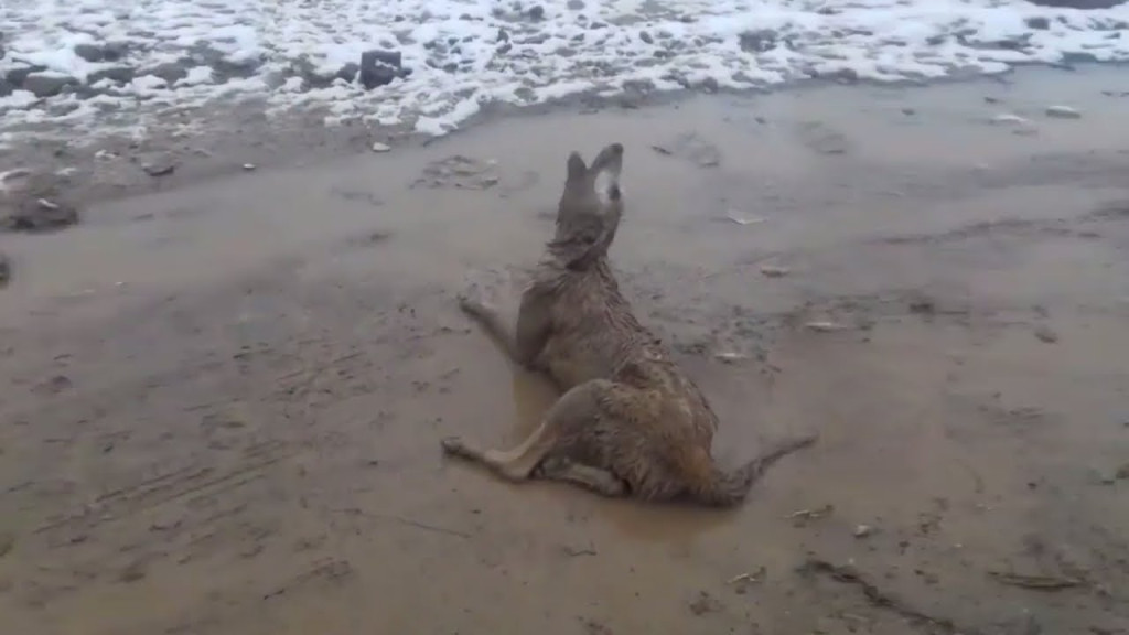 One might wonder how anyone could bring ...