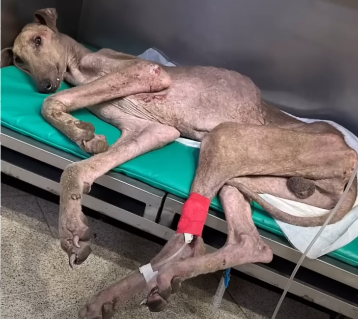 His eyes were filled with countless emot...