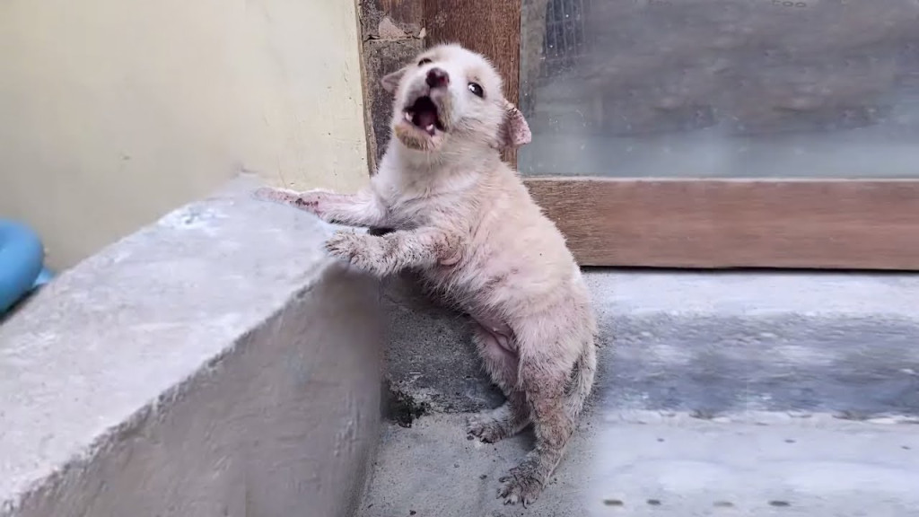 Upon our arrival, we found Willow weak a...