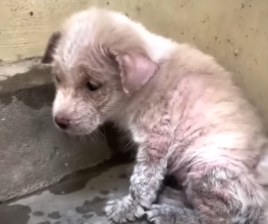 Each day, restoring Willow to health bec...