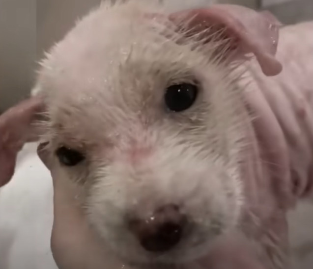 In a sea of potential adopters, Willow f...