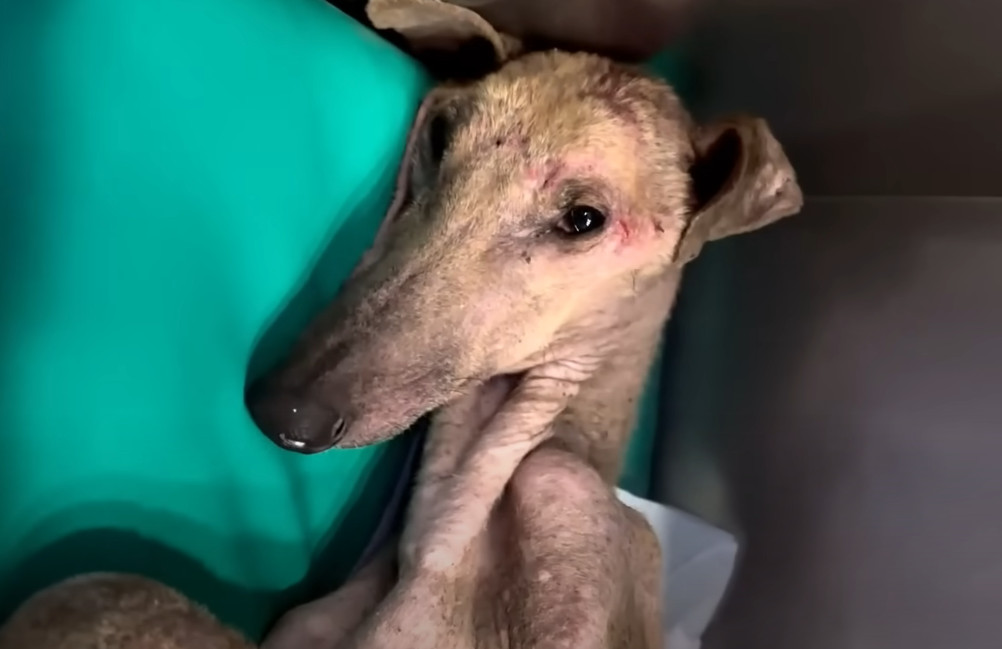 Through the love and care he receives, G...