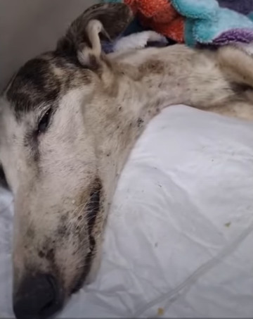 By the sixth day, her blood values conti...