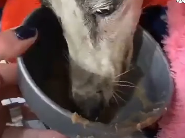 Extra image from article