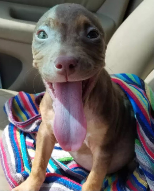 Collar aversions aside, Matilda thrived ...