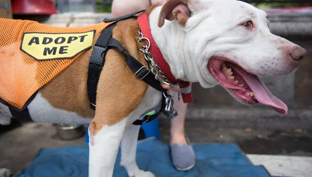 Mighty Mutts remains devoted to its miss...