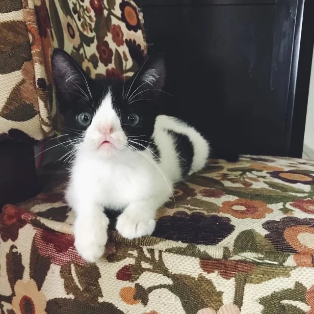 Cora, who was also rescued from the same...