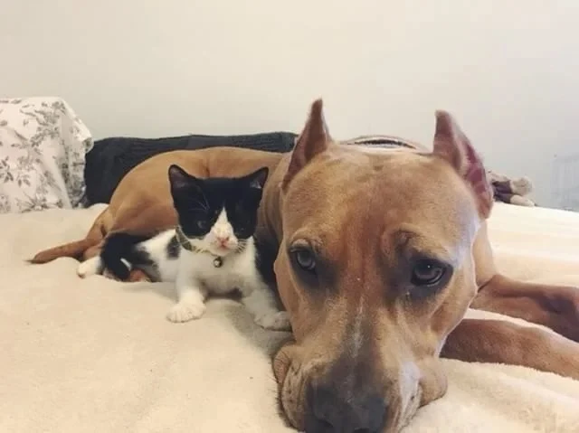 With a love for playing with other cats ...