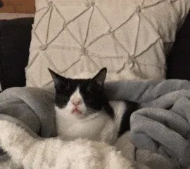 Extra image from article