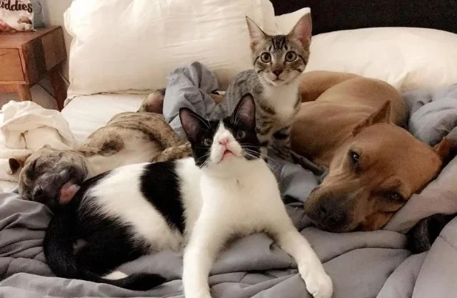 Extra image from article