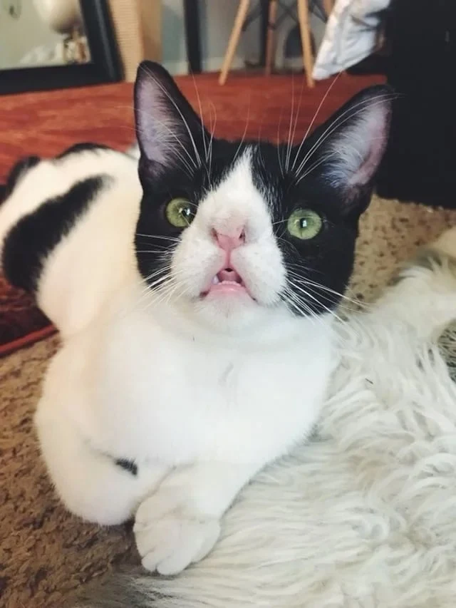 Extra image from article