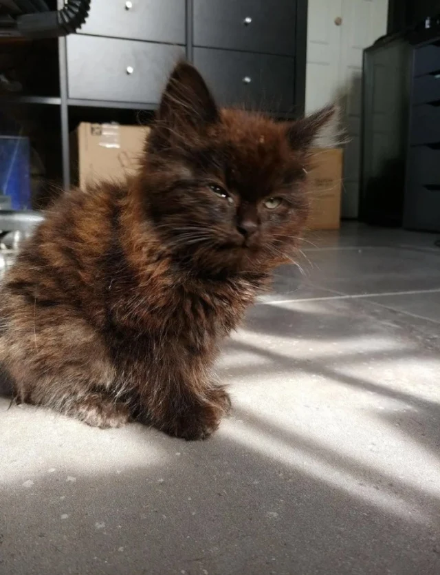 Extra image from article